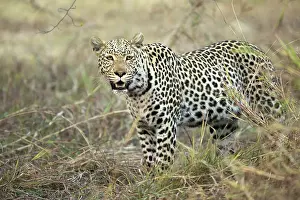 150818: Leopard - after feeding - Botswana, Africa