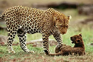 Leopard - female with 2 month old cub