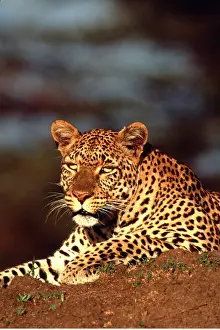 Leopards: LEOPARD - female