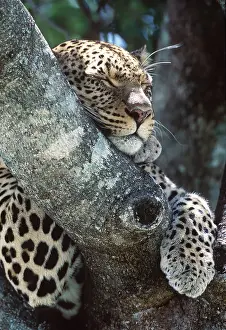 Leopards: LEOPARD - female, close-up asleep in tree