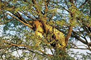 Camelthorn: Leopard female resting in a Camelthorn Tree (Acacia