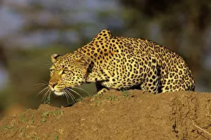 Martin Grosnick: Leopard - female stalking prey