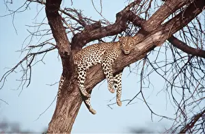 Leopards: LEOPARD - female on tree