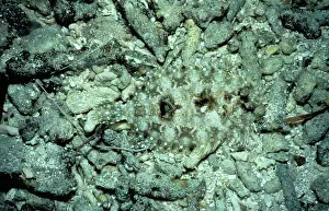 Bothus: Leopard Flounder