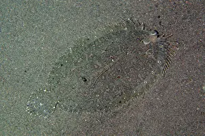 Wreck: Leopard Flounder