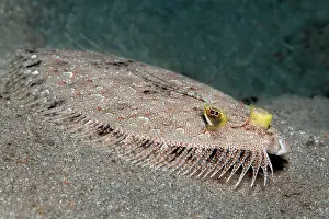 Flatfish: Leopard flounder (Bothus pantherinus), on sandy