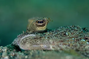 Bothus: Leopard Flounder close-up of eye Jahir dive site
