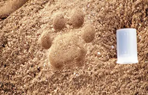 Pugmarks: LEOPARD Footprints - to scale with film case