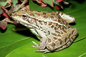 Pipiens: Leopard Frog