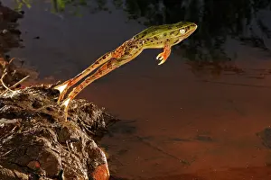Leaps: Leopard Frog