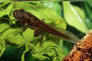 Lifecycle: Leopard Frog