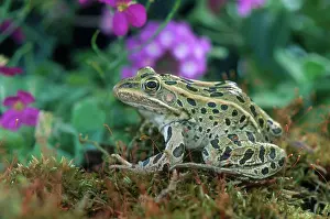 Pipiens: Leopard Frog