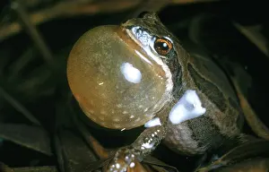 Pipiens: Leopard Frog