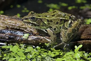 Duckweed: Leopard Frog