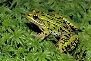 Pipiens: Leopard frog