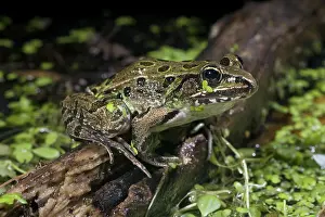 Duckweed: Leopard Frog
