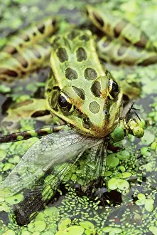 Pipiens: Leopard Frog Eating Dragonfly