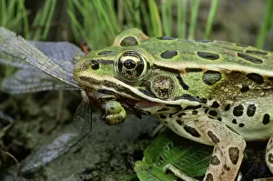 Pipiens: Leopard Frog Eating Dragonfly