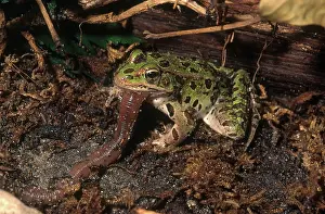 Earthworm: Leopard Frog Eating Worm