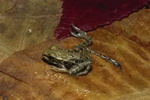 Developmental: Leopard Frog with Extra Legs