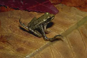 Developmental: Leopard Frog with Extra Legs