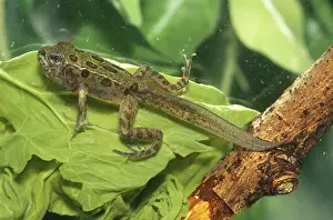Froglet: Leopard Frog froglet