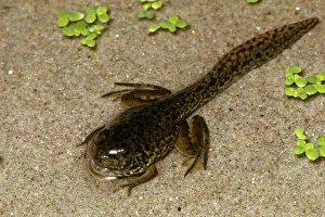 Lifecycle: Leopard Frog Tadpole