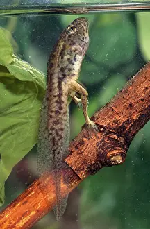 Tadpole: Leopard Frog Tadpole