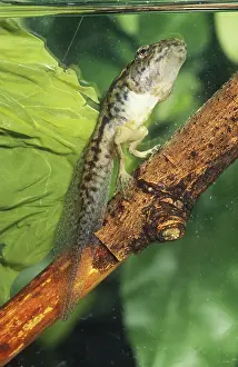 Ranidae: Leopard Frog Tadpole