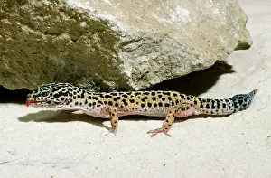 Macularius: Leopard Gecko