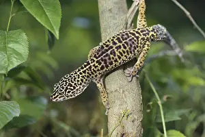 Macularius: Leopard Gecko