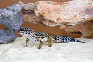 Macularis: Leopard Gecko