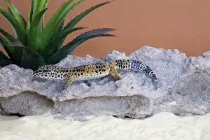 Macularis: Leopard Gecko
