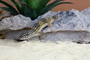 Macularis: Leopard Gecko