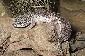 Macularius: Leopard Gecko