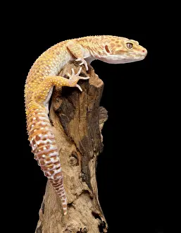 Macularius: Leopard Gecko - Albino mutation
