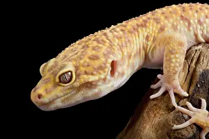 Macularius: Leopard Gecko - Albino mutation