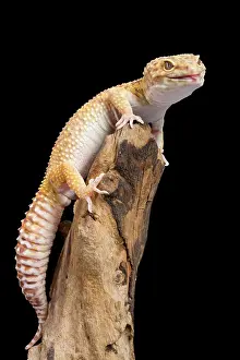 Naughty: Leopard Gecko - Albino mutation - sticking tongue out