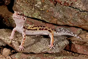 Macularis: Leopard Gecko, Eublepharis macularis, Native