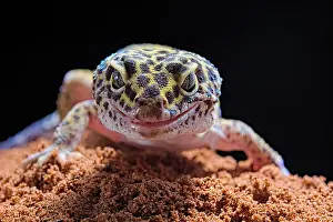 Sauria: Leopard gecko (Eublepharis macularius) on black