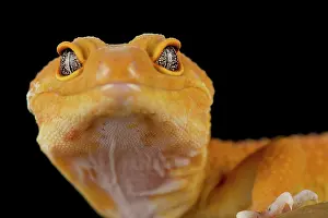 Geckos: Leopard gecko (Eublepharis macularius) Mandarin
