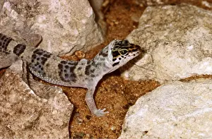 Geoff Trinder: Leopard GECKO - immature, shedding skin