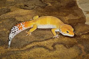 Pakistan: Leopard Gecko morph (Eublepharis macularius)
