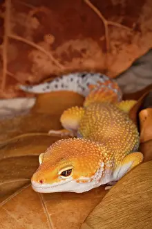 Pakistan: Leopard Gecko morph (Eublepharis macularius)