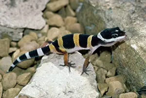 Macularius: Leopard Gecko - newly hatched - a popular species