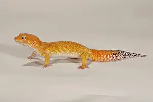 Gecko: Leopard Gecko, Tangerine Phase, Eublepharis