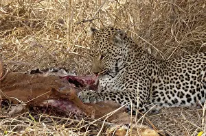 Impalas: Leopard - on ground feeding on impala