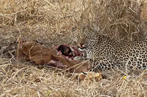 Impalas: Leopard - on ground feeding on impala