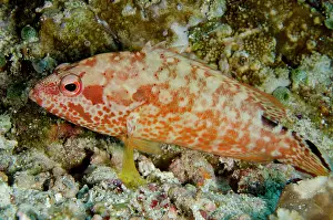 Cephalopholis: Leopard Grouper - Batu Kapal dive site, Banda Neira