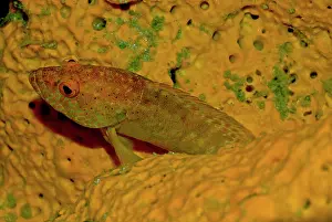 Cephalopholis: Leopard Hind